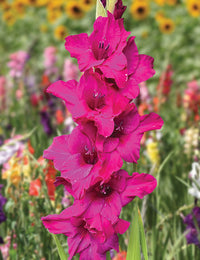 Gladiolus- Palermo