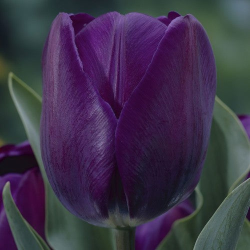 Negrita Tulip Seeds