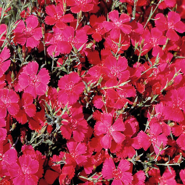 Heirloom Non-GMO Pink Dianthus Cardinal Flower Seeds for Garden Planting – Vibrant Fringed Blooms