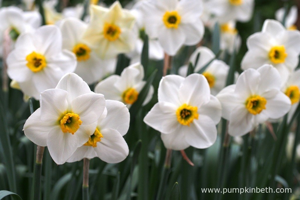 Lancaster Daffodil Seeds