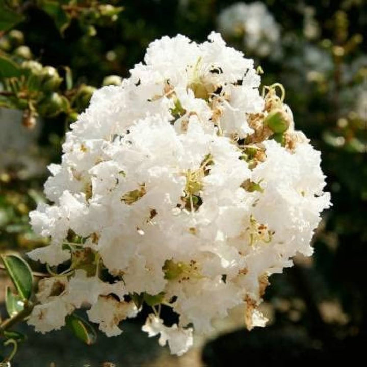 Heirloom Non-GMO White Crape Myrtle Tree Seeds for Garden Planting – Elegant Summer Blooming Tree