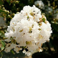 Heirloom Non-GMO White Crape Myrtle Tree Seeds for Garden Planting – Elegant Summer Blooming Tree