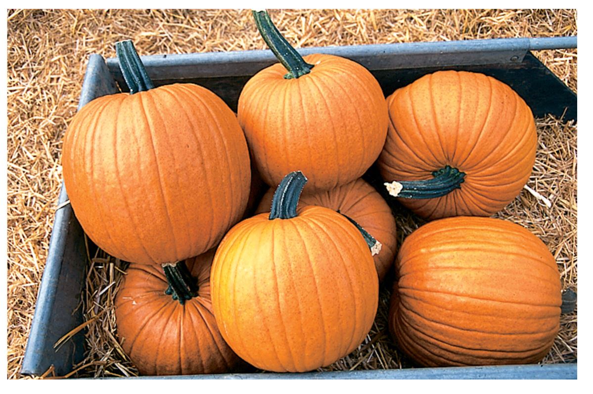 Racer – Treated Pumpkin Seed