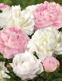 French Blend Peony Mixture
