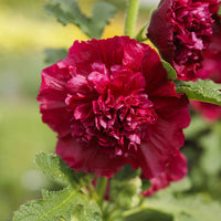 Chater's Double Red Hollyhock