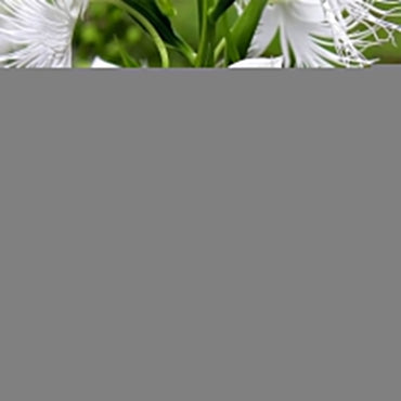 Radiata White Flower Seeds for Planting – Organic, Heirloom, Non-GMO Seeds