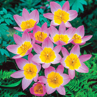 Lilac Wonder Tulip Seeds