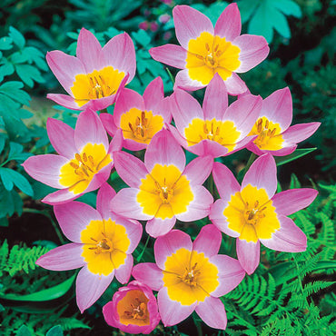 Lilac Wonder Tulip Seeds