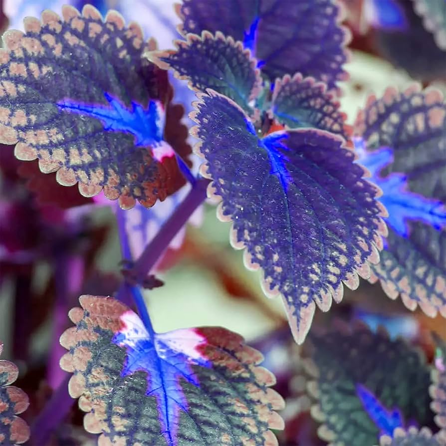 Deep Blue Coleus Plant Seeds – Heirloom Non-GMO Foliage Seeds for Vibrant Garden Accents