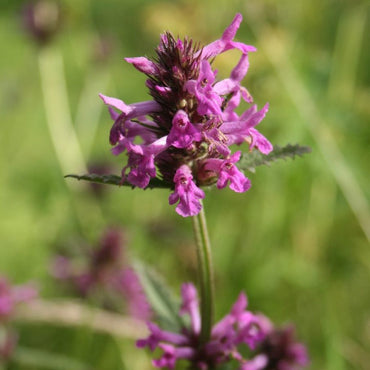 Heirloom Betony Flower Seeds, Non-GMO Spiked Medicinal Blooms for Pollinator-Friendly Garden Planting