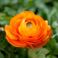 Ranunculus- Primo Arancione Orange (Corm)