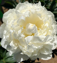 Princess Bride Peony