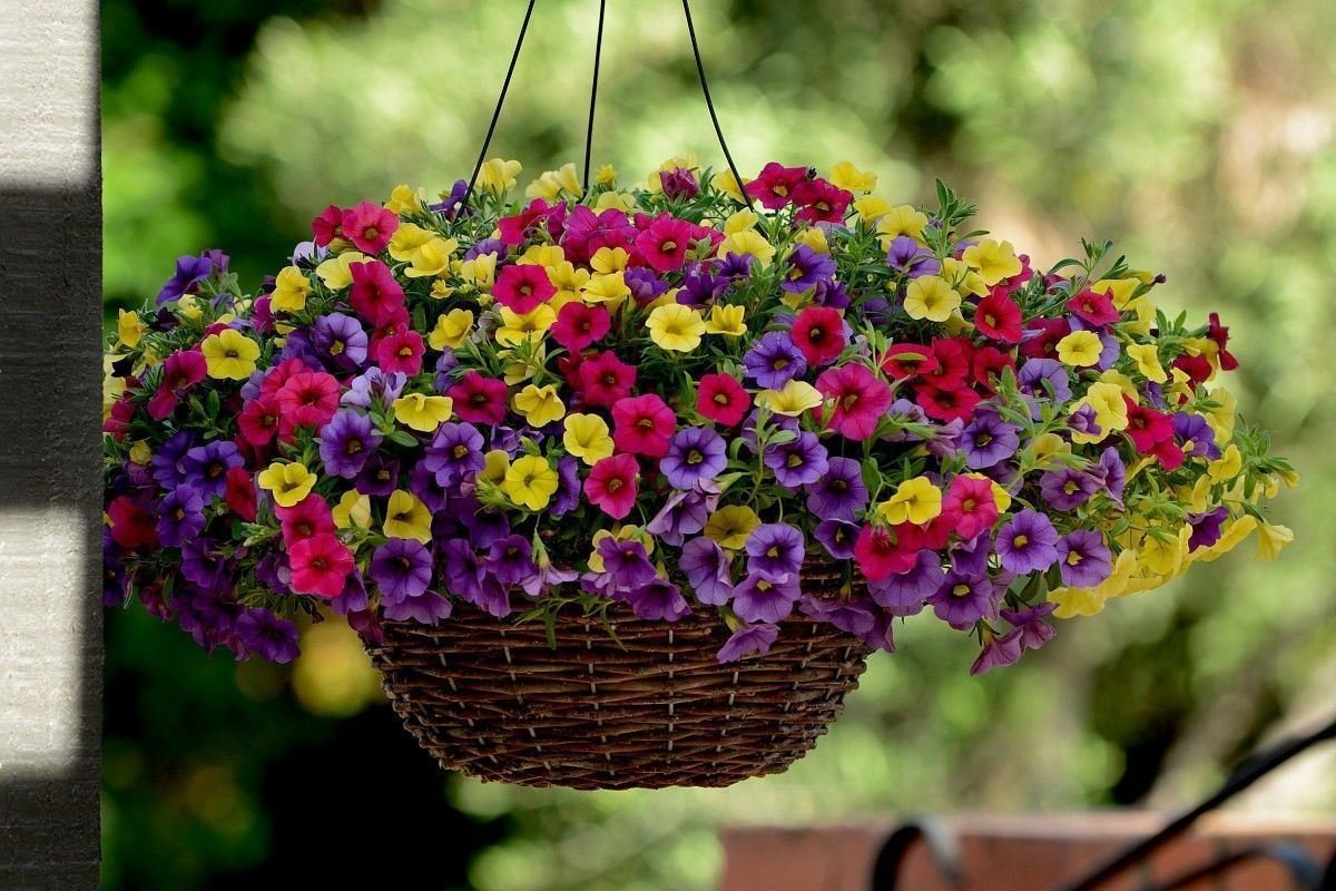 Calibrachoa Paradise Island Seeds