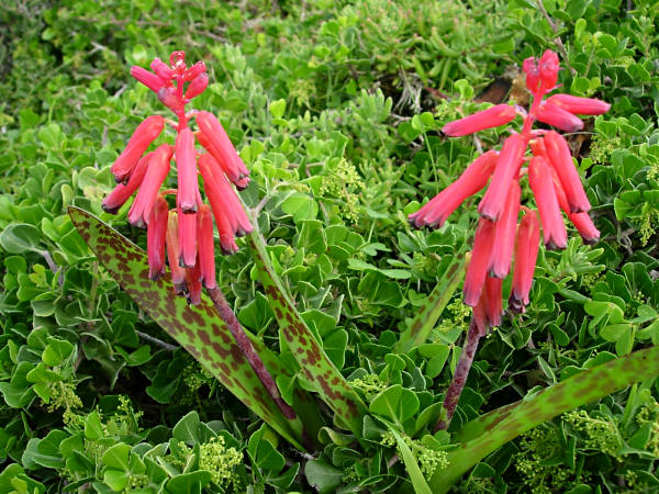 Lachenalia- Bulbifera