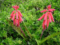 Lachenalia- Bulbifera