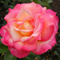 Sheila's Perfume Floribunda Rose