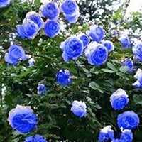 Light Blue Climbing Rose Seeds
