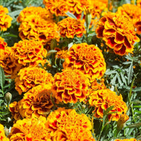 Marigold, French- Fiesta