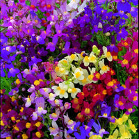 Linaria- Fairy Bouquet Mixed