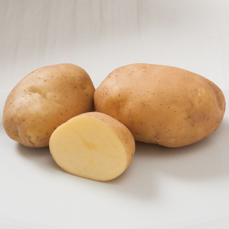 Satina – Organic Potatoes Seed