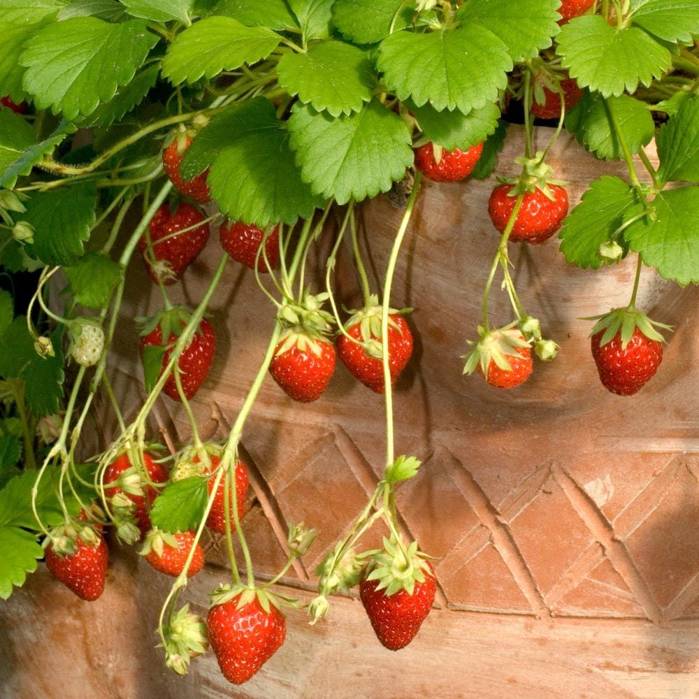 Mara des Bois – Spring-Planted – Strawberry Seeds