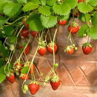 Mara des Bois – Spring-Planted – Strawberry Seeds