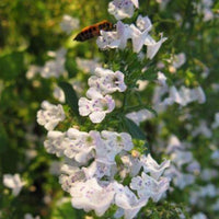 Calamintha Flower Seeds – Heirloom, Non-GMO, Fragrant Pollinator-Friendly Blooms for Garden Planting