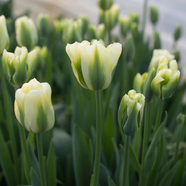 Spring Green Tulip Seeds