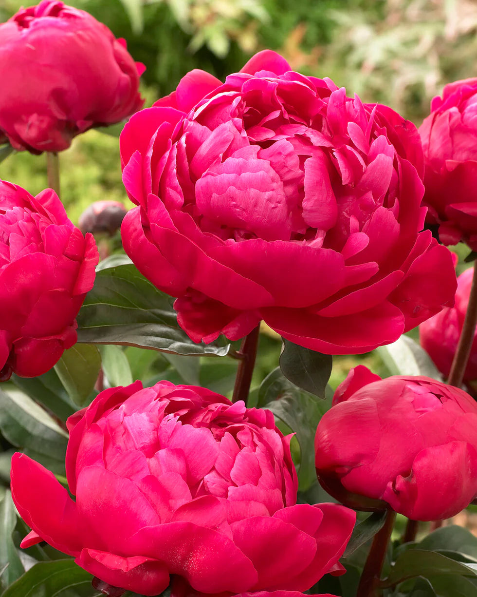 Red Sarah Bernhardt Peony