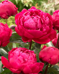 Red Sarah Bernhardt Peony