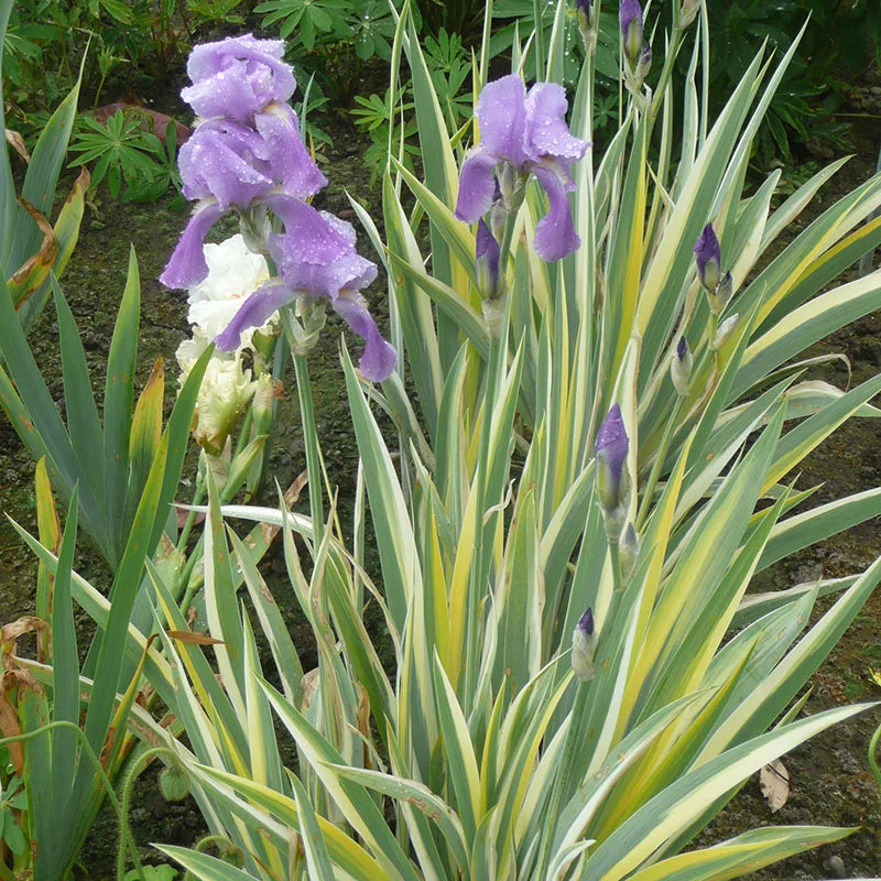 Pallida Variagata Gold Iris