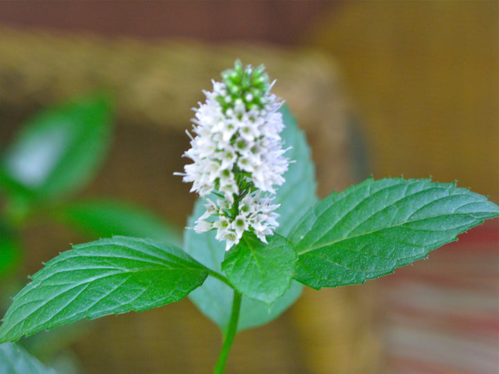 Heirloom Mint Flower Seeds, Non-GMO Fragrant Herb Blooms for Culinary and Garden Planting