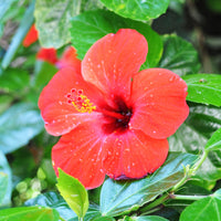 Hibiscus Flower Seeds – Tropical Garden, Heirloom, Non-GMO Flower Seeds for Planting