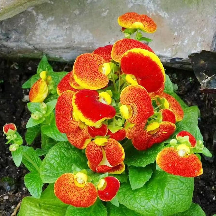 Heirloom Non-GMO Calceolarias Flower Seeds for Uniquely Shaped Blooms and Garden Planting