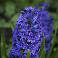Royal Navy Double Hyacinth Seeds