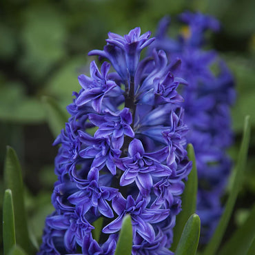 Royal Navy Double Hyacinth Seeds