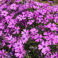 Creeping Phlox Collection