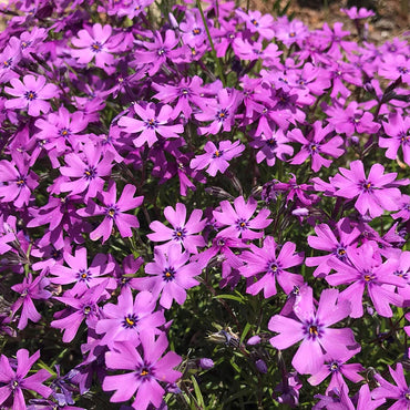 Creeping Phlox Collection