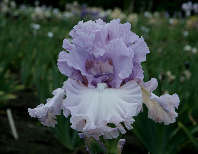 Magical Moments Bearded Iris Duet