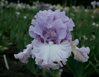 Magical Moments Bearded Iris Duet
