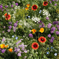 Beneficial Insect Flower Seeds Mix