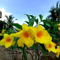 Heirloom Pentalinon Luteum Flower Seeds, Non-GMO Yellow Allamanda Blooms for Tropical Garden Planting