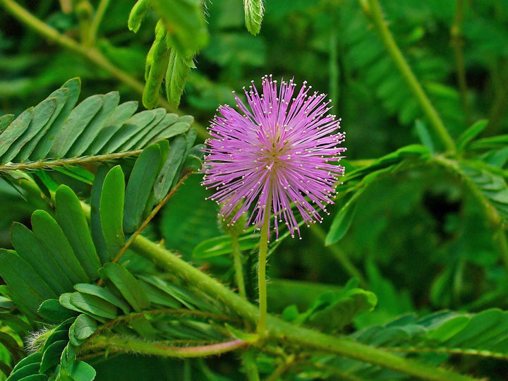 Heirloom Non-GMO Purple Mimosa Pudica Flower Seeds for Sensitive Touch-Me-Not Garden Planting