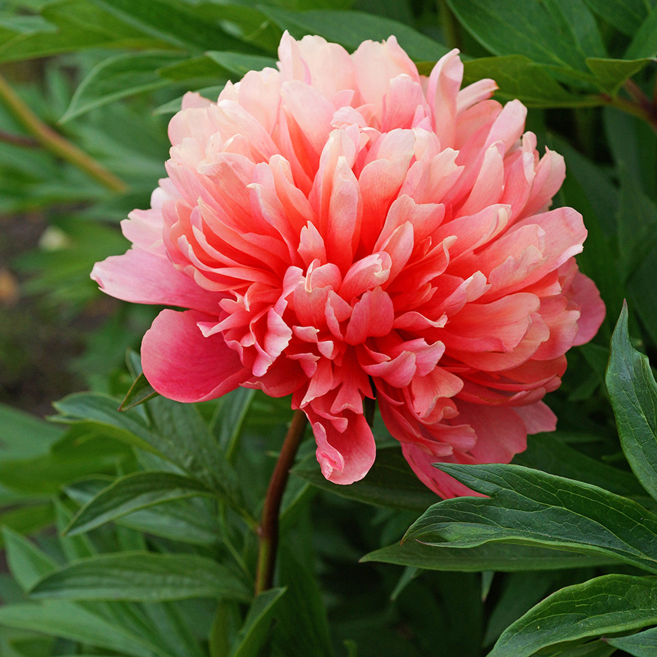 Lorelei Peony