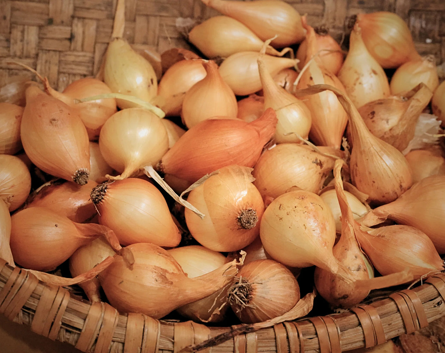 Forum – Spring Onion Sets