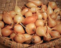 Forum – Spring Onion Sets