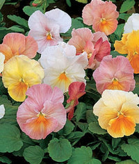 Imperial Antique Shades – Viola Seed