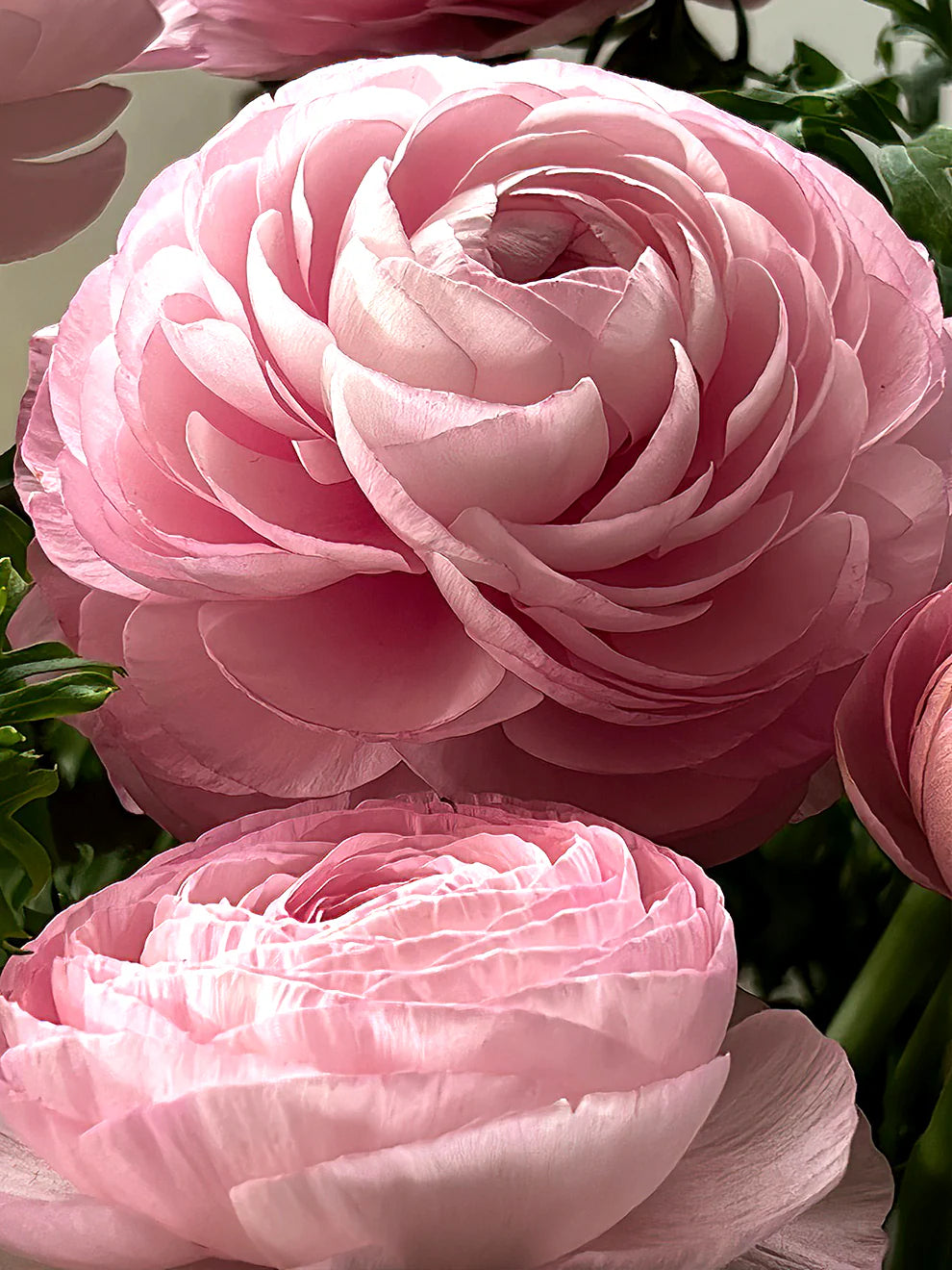 Ranunculus- Elegance Rosa Chiaro 76-15