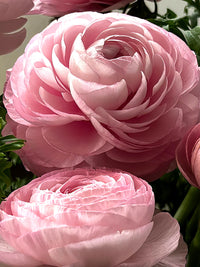 Ranunculus- Elegance Rosa Chiaro 76-15