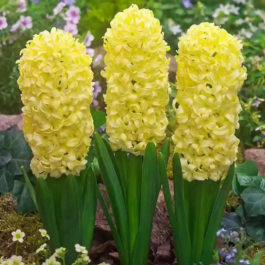 City of Haarlem Hyacinth Seeds